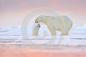 Polar bear swimming in water. Two bears playing on drifting ice with snow. White animals in the nature habitat, Alaska, Canada.