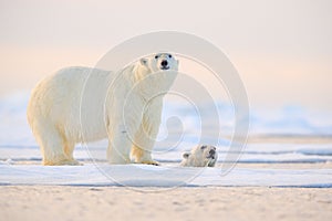 Polárny medveď plávanie vo vode. dve medvede na neukotvená so snehom. biely zvieratá v príroda aljaška 