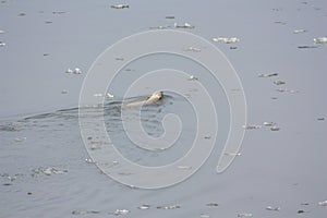 Polar bear swims in the arctic sea on Svalbard