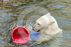 A polar bear swims a crawl on his back in the pool, the bear does active physical activity lying in the water. The animal