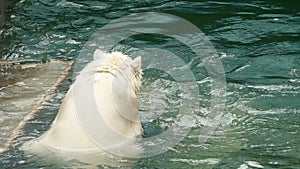 Polar bear swims and dives