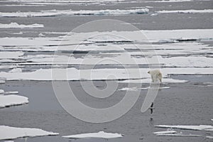 A polar bear swims and plays between ice floes in the Arctic waters