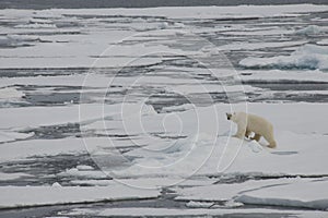 A polar bear swims and plays between ice floes in the Arctic waters