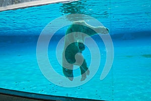 Polar bear swims in the pool of Singapore zoo