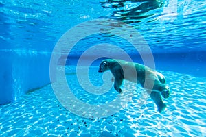 Polar bear swims in the pool of Singapore zoo