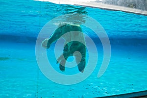 Polar bear swims in the pool of Singapore zoo