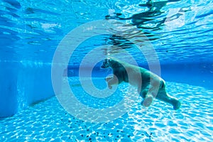 Polar bear swims in the pool of Singapore zoo