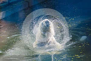 Polar bear takes water treatments