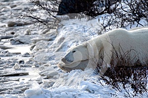 Polar Bear Taking a Nap