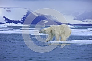 Polar bear test water photo