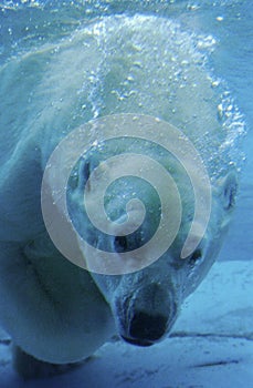 Polar Bear, thalarctos maritimus, Adult under Water