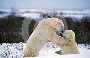 OURS POLAIRE thalarctos maritimus