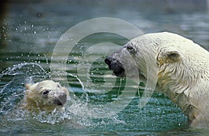 POLAR BEAR thalarctos maritimus, FEMALE WITH CUB PLAYING, CANADA