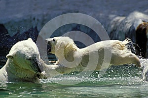 POLAR BEAR thalarctos maritimus, FEMALE WITH CUB PLAYING, CANADA