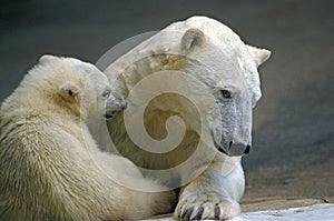 Polar Bear, thalarctos maritimus, Female with Pup