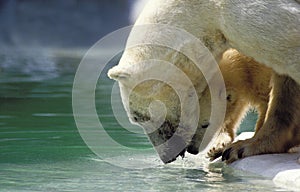 Polar Bear, thalarctos maritimus, Mother with Cub entering Water