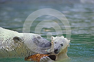 POLAR BEAR thalarctos maritimus, MOTHER WITH CUB PLAYING IN WATER WITH A PIECE OF WOOD