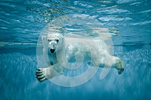 Polar bear