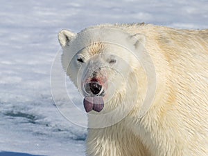 Polar bear with tongue out, sensing food