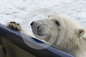 Polar Bear trying to climb an expedition ship, Svalbard Archipelago, Norway