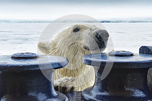 Polar Bear trying to climb an expedition ship, Svalbard Archipelago, Norway