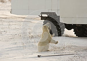 Polar bear and a tundra buggy photo