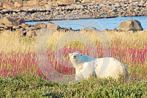 Polar Bear in the Tundra photo