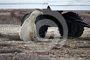 Polar bear on the tundra of Hudson Bay