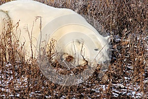 Polar bear on the tundra of Hudson Bay