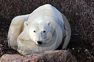 Polar bear on the tundra of Hudson Bay