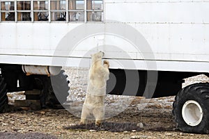 Polar bear on the tundra of Hudson Bay