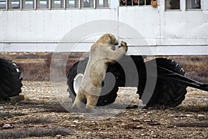 Polar bear on the tundra of Hudson Bay