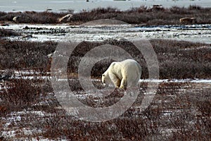 Polar bear on the tundra of Hudson Bay, Canada