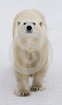 A polar bear on the tundra. Snow. Canada.