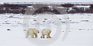 A polar bear on the tundra. Snow. Canada.