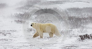 A polar bear on the tundra. Snow. Canada. photo