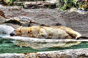 Polar bear Tundra suffering from heat