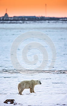 A polar bear on the tundra at sunset, and the outlines of the city. Canada.