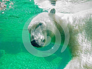 Polar Bear Underwater