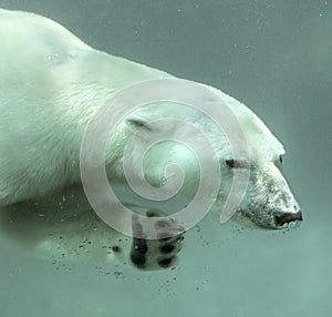 Polar bear underwater