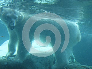 Polar bear underwater