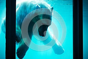 Polar bear underwater in ZOO