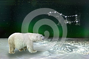 Polar bear and Ursa Major Great Bear constellation