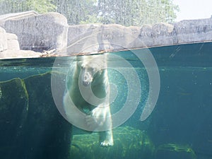 Polar bear - ursus maritimus