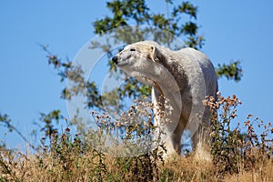 Polar Bear Ursus maritimus