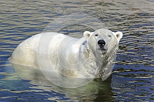 Polar bear, ursus maritimus photo
