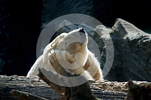 The polar bear, Ursus maritimus