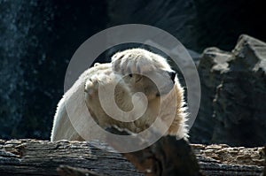 The polar bear, Ursus maritimus