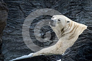 The polar bear, Ursus maritimus
