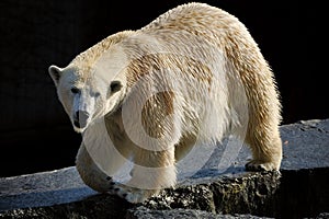Polar bear (Ursus maritimus) photo